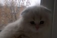 Продам Вислоухую Британку (котенок) в городе Энгельс, фото 1, Саратовская область