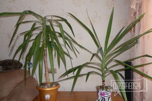 Комнатные растения в городе Магнитогорск, фото 1, телефон продавца: +7 (908) 588-77-82