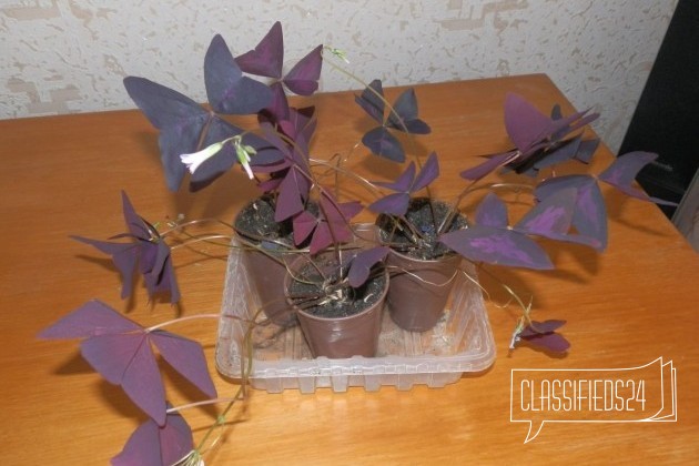 Комнатные растения в городе Магнитогорск, фото 3, Растения
