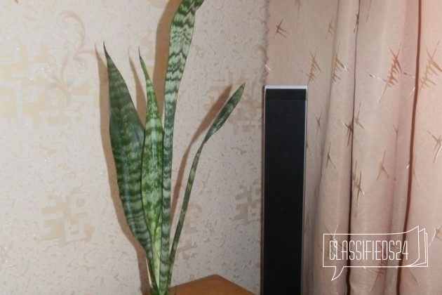 Комнатные растения в городе Магнитогорск, фото 5, телефон продавца: +7 (908) 588-77-82