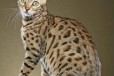 Бенгальская. Котята-леопарды в городе Магадан, фото 2, телефон продавца: +7 (999) 080-35-56