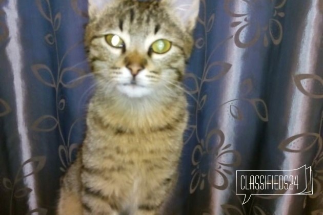 Замечательный котёнок в хорошие руки в городе Ростов-на-Дону, фото 3, телефон продавца: +7 (919) 880-67-55