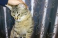Замечательный котёнок в хорошие руки в городе Ростов-на-Дону, фото 2, телефон продавца: +7 (919) 880-67-55