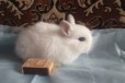 Мини- кролик в городе Саранск, фото 1, Мордовия