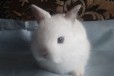 Мини- кролик в городе Саранск, фото 3, стоимость: 1 200 руб.