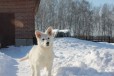 Щенки Белой швейцарской овчарки в городе Новосибирск, фото 1, Новосибирская область