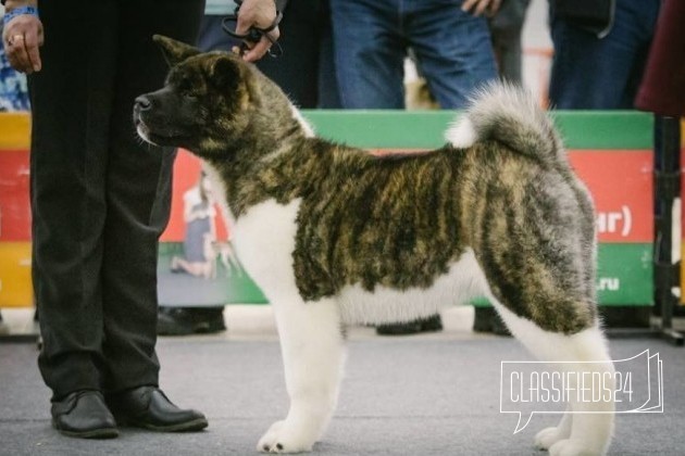 Ам. акита - 6 мес в городе Пермь, фото 1, стоимость: 0 руб.