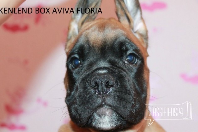 Продам щенка боксер в городе Ярославль, фото 1, телефон продавца: +7 (952) 405-44-47