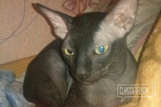 Продается кот сфинкс в городе Сызрань, фото 1, стоимость: 1 500 руб.