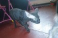 Продается кот сфинкс в городе Сызрань, фото 2, телефон продавца: +7 (905) 305-86-01