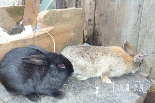 Продажа кроликов в городе Бузулук, фото 2, телефон продавца: +7 (922) 876-33-43