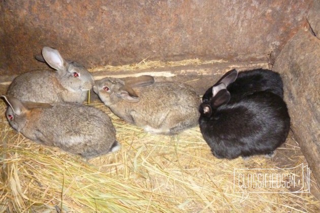 Продажа кроликов в городе Бузулук, фото 3, стоимость: 0 руб.