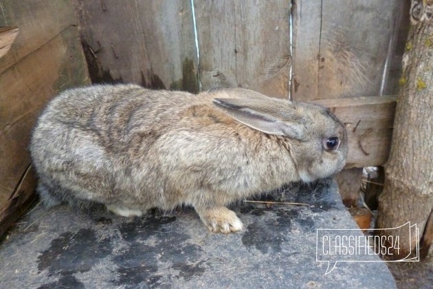 Продажа кроликов в городе Бузулук, фото 4, Кролики