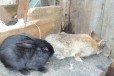 Продажа кроликов в городе Бузулук, фото 2, телефон продавца: +7 (922) 876-33-43