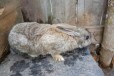 Продажа кроликов в городе Бузулук, фото 4, Кролики