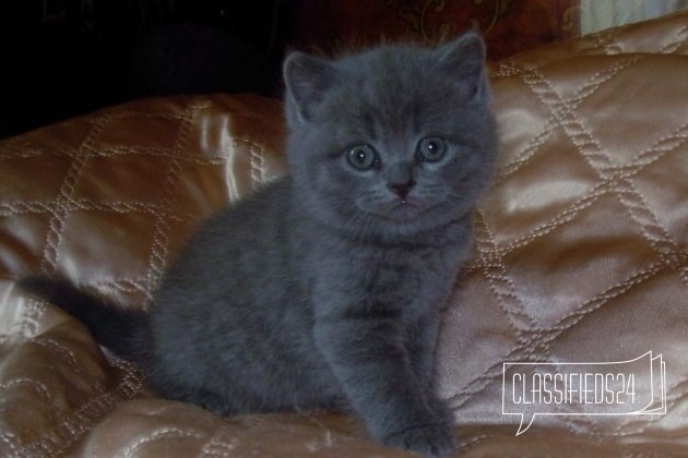 Продаю котят Британских в городе Ставрополь, фото 1, телефон продавца: +7 (918) 788-53-54