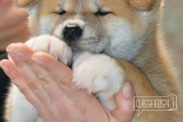 Щенки Хатико в городе Челябинск, фото 2, стоимость: 0 руб.