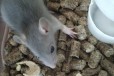 Очаровательные крысята породы Дамбо в городе Новосибирск, фото 1, Новосибирская область