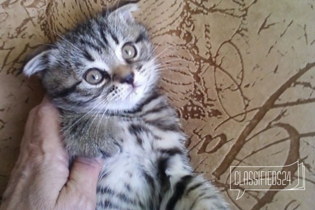 Вязка британского кота в городе Санкт-Петербург, фото 3, стоимость: 3 000 руб.