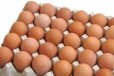Яйцо куриное 1 кат в городе Киров, фото 1, Кировская область