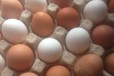 Домашнее куриное яйцо в городе Ростов-на-Дону, фото 1, Ростовская область