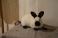 Брасовский кролики в городе Брянск, фото 2, телефон продавца: +7 (962) 135-84-53
