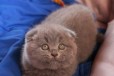 Вислоушки котик Адонис и кошечка Альфина в городе Санкт-Петербург, фото 1, Ленинградская область