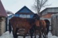 Лошади в городе Малмыж, фото 1, Кировская область