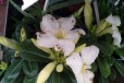 Адениум Белый - пустынная роза в цветет, бутонах в городе Москва, фото 2, телефон продавца: +7 (926) 981-88-05