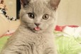 Ищем кошку для вязки в городе Ставрополь, фото 2, телефон продавца: +7 (928) 285-58-05
