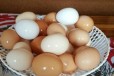 Яйцо куриное в городе Улан-Удэ, фото 1, Бурятия