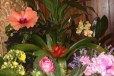 Цветущая Глоксиния, Цикламен, Спатифиллум и др в городе Москва, фото 1, Московская область