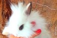 Кролики карликовый хохот в городе Москва, фото 2, телефон продавца: +7 (925) 221-59-34