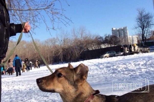 Щенок-подросток в добрые руки в городе Екатеринбург, фото 4, Свердловская область