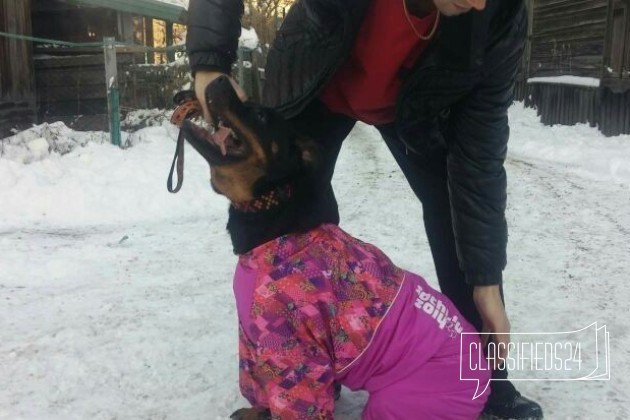 Шикарная Собака 10 месяцев в городе Иркутск, фото 1, телефон продавца: |a:|n:|e: