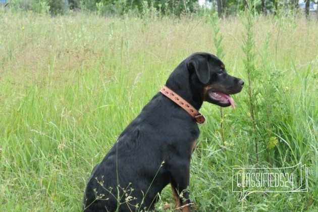 Шикарная Собака 10 месяцев в городе Иркутск, фото 2, стоимость: 5 000 руб.