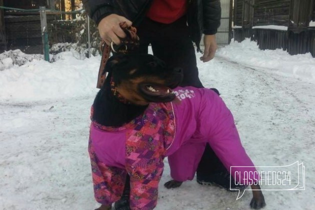 Шикарная Собака 10 месяцев в городе Иркутск, фото 3, Ротвейлер