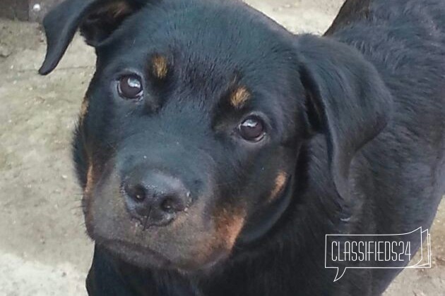 Шикарная Собака 10 месяцев в городе Иркутск, фото 5, телефон продавца: |a:|n:|e: