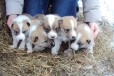 Продаются щенки Западно-Сибирские лайки в городе Сыктывкар, фото 1, Коми