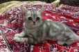 Продам котенка в городе Бирск, фото 1, Башкортостан