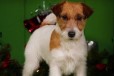 Помогите найти собаку за вознаграждение в городе Нижний Новгород, фото 1, Нижегородская область
