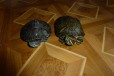 Красноухие черепахи в городе Калининград, фото 1, Калининградская область