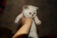 Скоттиш страйт котята в городе Междуреченск, фото 1, Кемеровская область