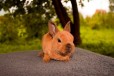 Карликовые люшевые крольчата рексыиз питомника в городе Москва, фото 1, Московская область