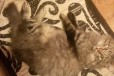 Котенка в дар в городе Уфа, фото 2, телефон продавца: +7 (917) 776-99-77