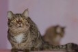 В дар прекрасного котика в городе Барнаул, фото 1, Алтайский край