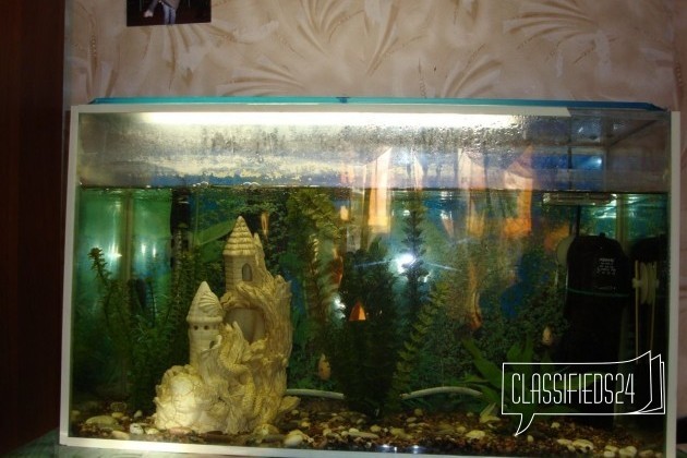 Грот для аквариума в городе Москва, фото 1, телефон продавца: +7 (929) 676-11-61