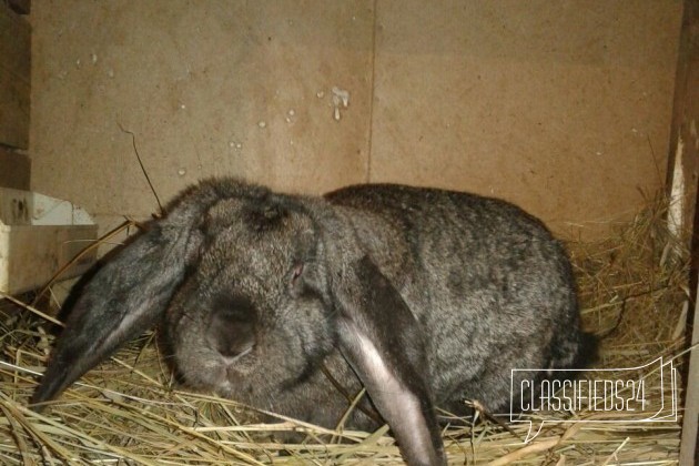 Продам крольчат в городе Рославль, фото 3, Кролики