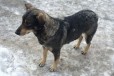 Собака ищет хозяина в городе Екатеринбург, фото 1, Свердловская область
