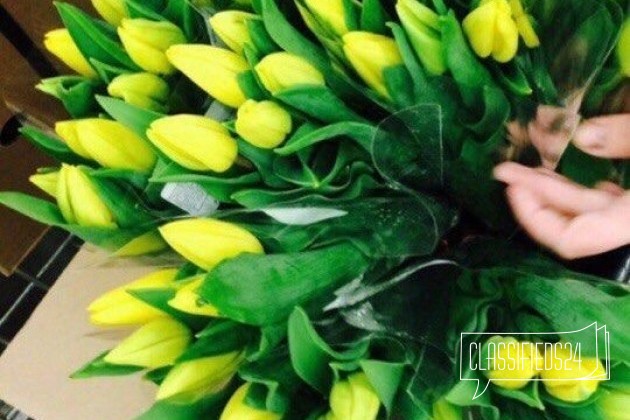 Тюльпаны к 8 Марта в городе Тольятти, фото 1, Самарская область
